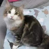 ノルウェージャンフォレストキャット