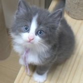 ノルウェージャンフォレストキャット