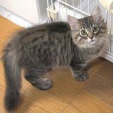 ノルウェージャンフォレストキャット