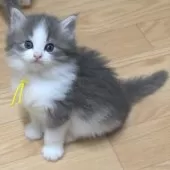 ノルウェージャンフォレストキャット【茨城県・女の子・2024年11月16日・ブルーマッカレルタビー&ホワイト】の写真12