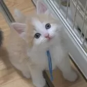 ノルウェージャンフォレストキャット【茨城県・男の子・2025年7月25日・クリームマッカレルタビー&ホワイト】の写真5