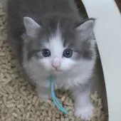 ノルウェージャンフォレストキャット【茨城県・男の子・2025年7月9日・ブルーマッカレルタビー&ホワイト】の写真8