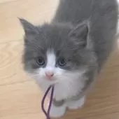 ノルウェージャンフォレストキャット【茨城県・男の子・2025年8月6日・ブルー&ホワイト】の写真6