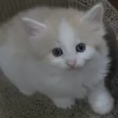 ノルウェージャンフォレストキャット【茨城県・男の子・2025年7月9日・クリームマッカレルタビー&ホワイト】の写真7