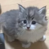 ノルウェージャンフォレストキャット【茨城県・女の子・2025年1月5日・ブルーパッチドタビー&ホワイト】の写真8