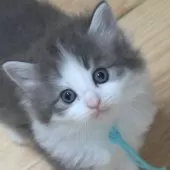 ノルウェージャンフォレストキャット【茨城県・男の子・2025年7月9日・ブルーマッカレルタビー&ホワイト】の写真6