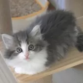 ノルウェージャンフォレストキャット【茨城県・男の子・2024年12月25日・ブルーマッカレルタビー&ホワイト】の写真4