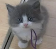 ノルウェージャンフォレストキャット【茨城県・男の子・2025年8月6日・ブルー&ホワイト】の写真4