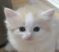 ノルウェージャンフォレストキャット【茨城県・男の子・2025年7月9日・クリームマッカレルタビー&ホワイト】の写真5