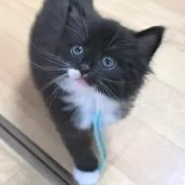 ノルウェージャンフォレストキャット【茨城県・女の子・2025年6月27日・ブラック&ホワイト】の写真7