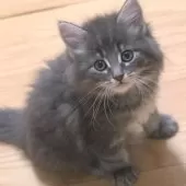 ノルウェージャンフォレストキャット【茨城県・男の子・2025年7月1日・ブルータビー】の写真5