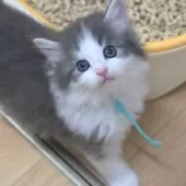 ノルウェージャンフォレストキャット【茨城県・男の子・2025年7月9日・ブルーマッカレルタビー&ホワイト】の写真5