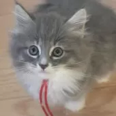 ノルウェージャンフォレストキャット【茨城県・女の子・2025年7月25日・ブルーマッカレルタビー&ホワイト】の写真6