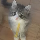 ノルウェージャンフォレストキャット【茨城県・女の子・2025年7月25日・ブルーマッカレルタビー&ホワイト】の写真3