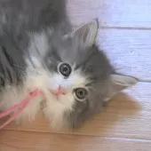 ノルウェージャンフォレストキャット【茨城県・男の子・2025年7月25日・ブルーマッカレルタビー&ホワイト】の写真8