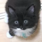 ノルウェージャンフォレストキャット【茨城県・女の子・2025年6月27日・ブラック&ホワイト】の写真6