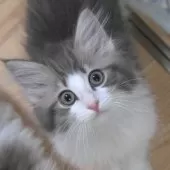 ノルウェージャンフォレストキャット【茨城県・男の子・2024年12月25日・ブルーマッカレルタビー&ホワイト】の写真3