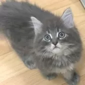 ノルウェージャンフォレストキャット【茨城県・男の子・2025年7月1日・ブルータビー】の写真4