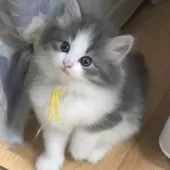 ノルウェージャンフォレストキャット【茨城県・女の子・2024年11月16日・ブルーマッカレルタビー&ホワイト】の写真11