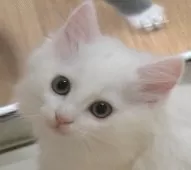 ノルウェージャンフォレストキャット【茨城県・女の子・2025年7月1日・ホワイト】の写真5