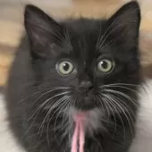 ノルウェージャンフォレストキャット【茨城県・女の子・2025年6月27日・ブラック&ホワイト】の写真5