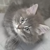 ノルウェージャンフォレストキャット【茨城県・男の子・2025年7月1日・ブルータビー】の写真3