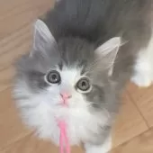 ノルウェージャンフォレストキャット【茨城県・男の子・2025年7月25日・ブルーマッカレルタビー&ホワイト】の写真7