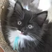 ノルウェージャンフォレストキャット【茨城県・女の子・2025年6月27日・ブラック&ホワイト】の写真4