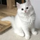 ノルウェージャンフォレストキャット【茨城県・女の子・2025年7月1日・ホワイト】の写真4