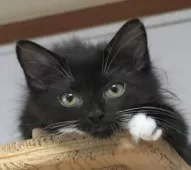 ノルウェージャンフォレストキャット【茨城県・女の子・2025年6月27日・ブラック&ホワイト】の写真3