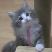 ノルウェージャンフォレストキャット【茨城県・男の子・2025年7月25日・ブルーマッカレルタビー&ホワイト】の写真5