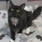 ノルウェージャンフォレストキャット【茨城県・女の子・2025年6月27日・ブラック&ホワイト】の写真2