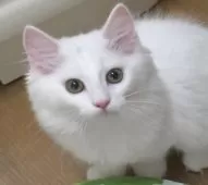 ノルウェージャンフォレストキャット【茨城県・女の子・2025年7月1日・ホワイト】の写真2