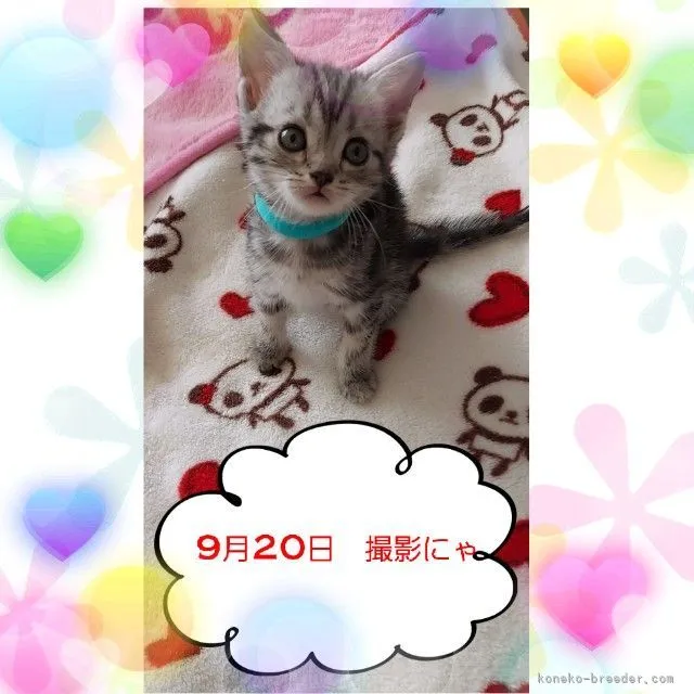ID：2109-01881の子猫
