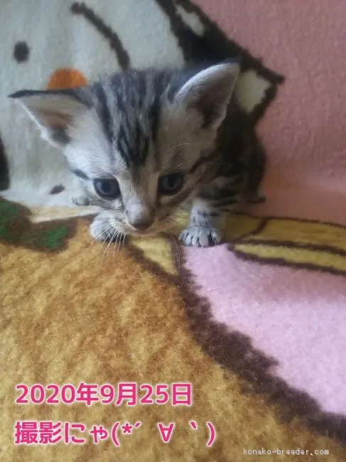 ID:2009-01742の子猫