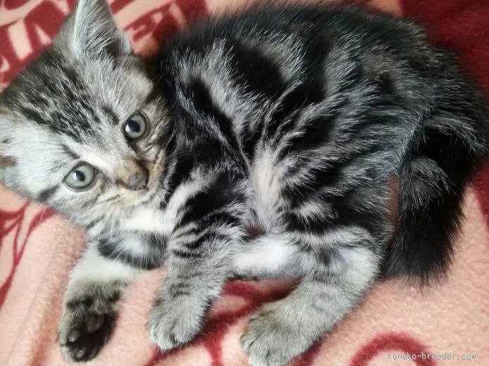 ゆうひめ 様のお迎えした子猫