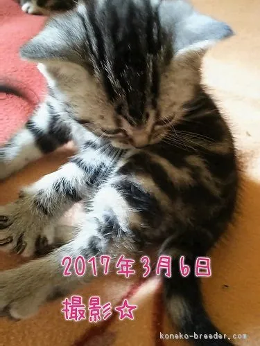 ID:1702-00177の子猫