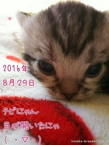 ID:1608-00821の子猫