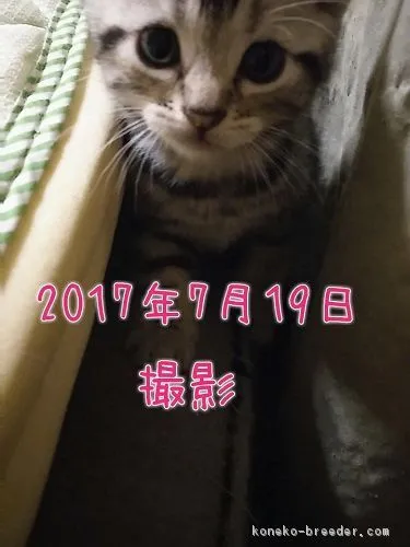 ID:1706-01248の子猫