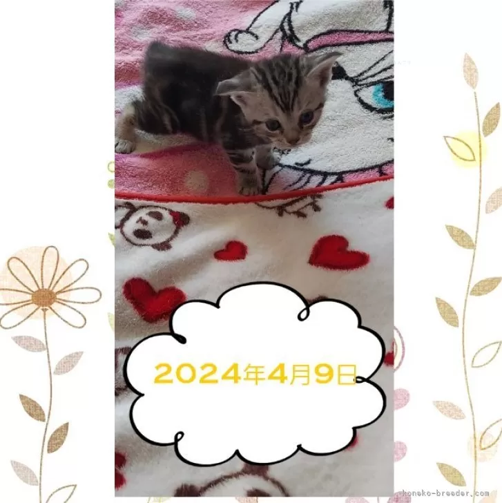 ID:2403-02704の子猫