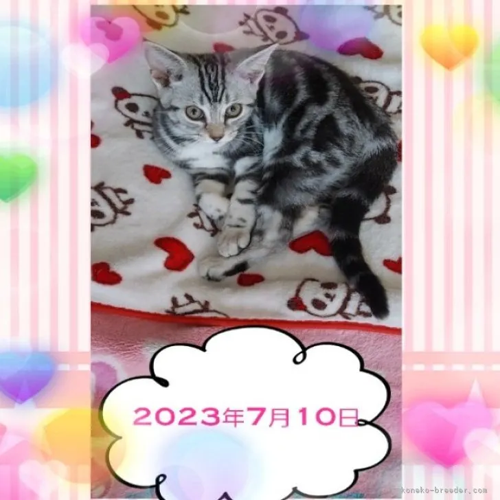 ID：2305-00809の子猫
