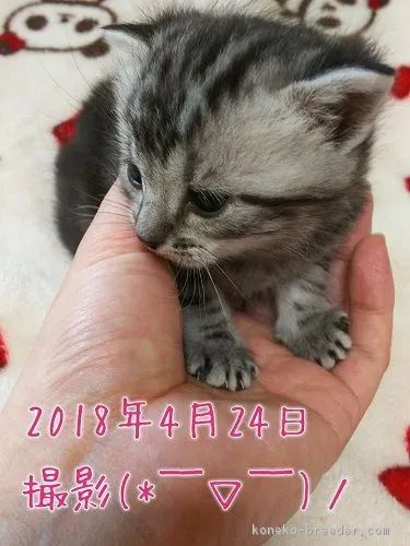 ID：1804-01433の子猫
