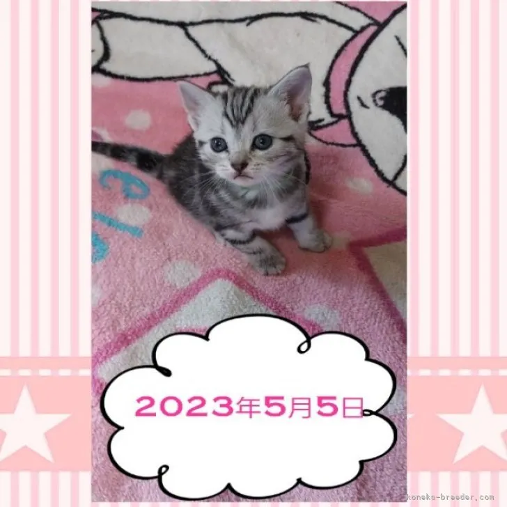 Risa 様のお迎えした子猫