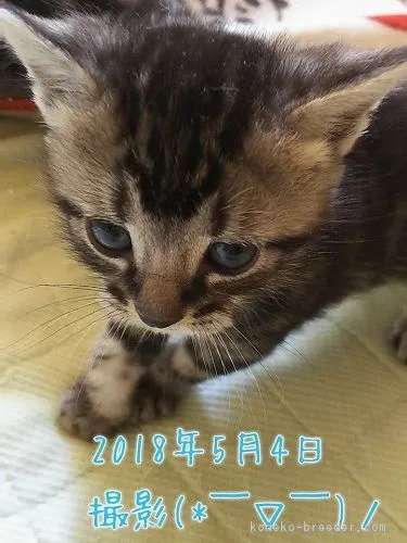 ID:1804-01031の子猫