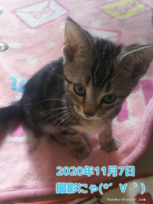 ID：2009-01184の子猫