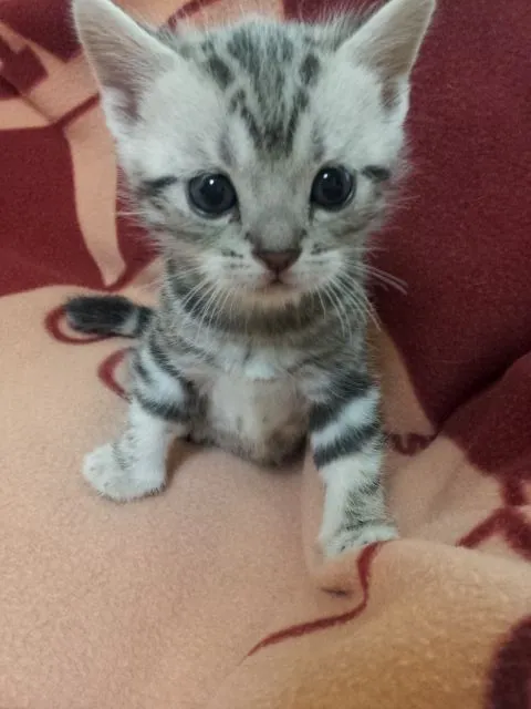 ID：1408-00066の子猫