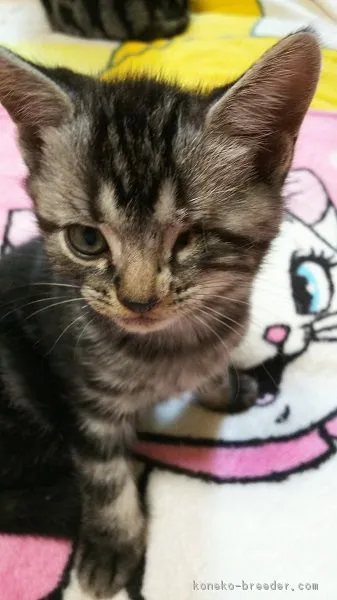 ID：1610-00318の子猫