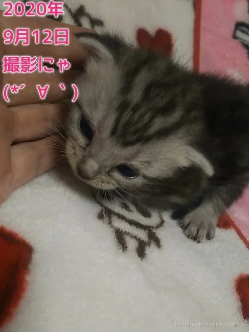 ID:2009-00806の子猫