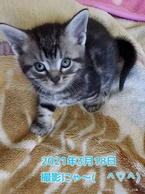ID:2102-01566の子猫