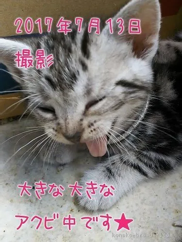 ID：1707-00313の子猫